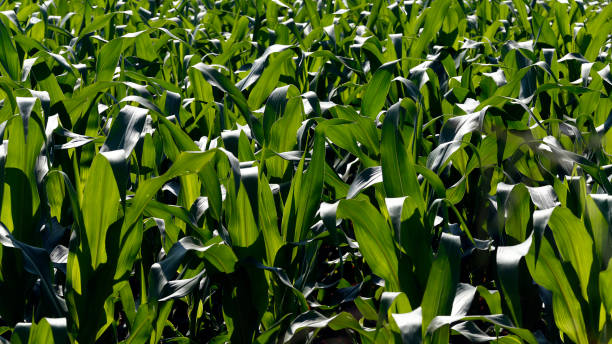 Cereals and grains