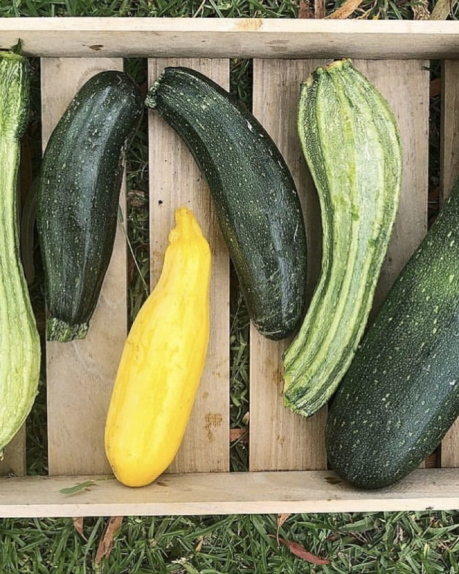 Grown Zucchini - Kg - 2-4pcs
