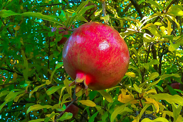 Pomegranate