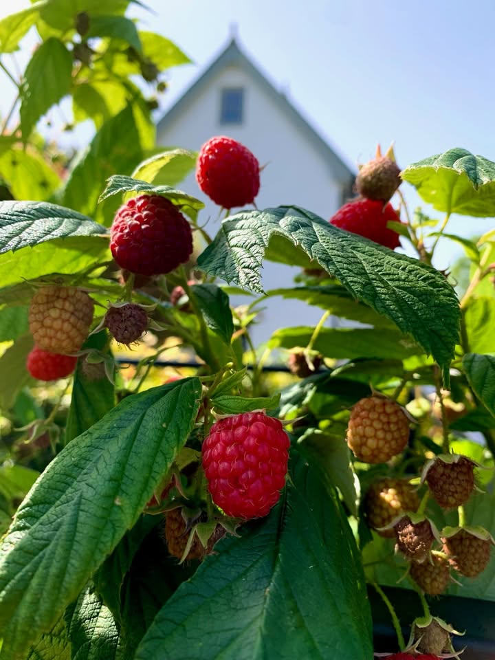 Raspberries