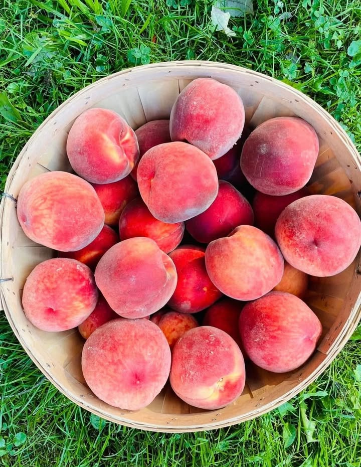 Peaches 🍑