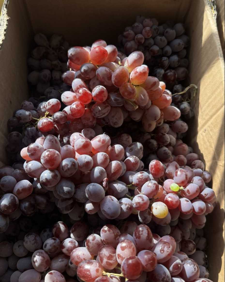 Red Grapes