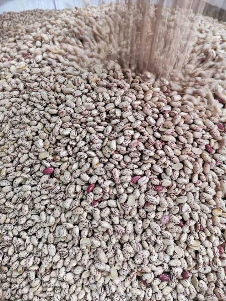 Sura Mbaya Beans (Pinto beans/mwitemania)