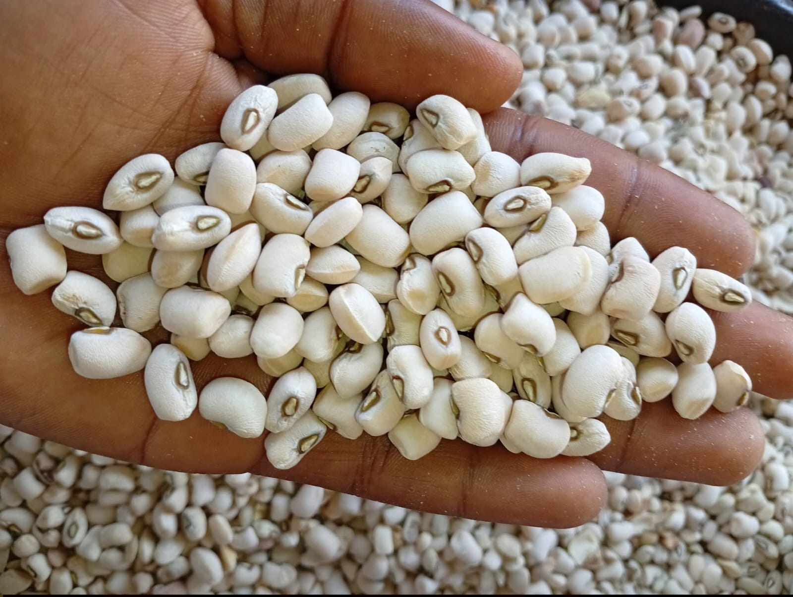 White Peas
