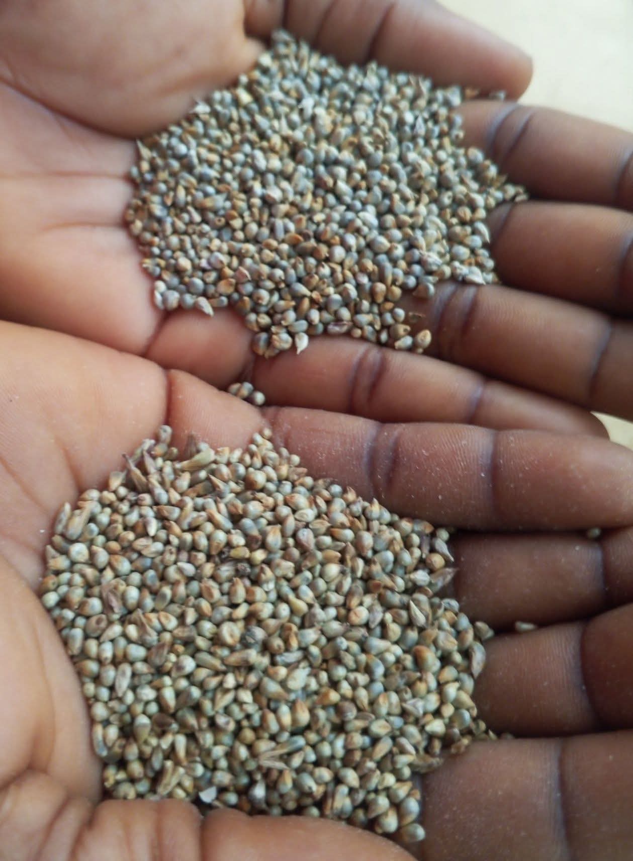 Millet