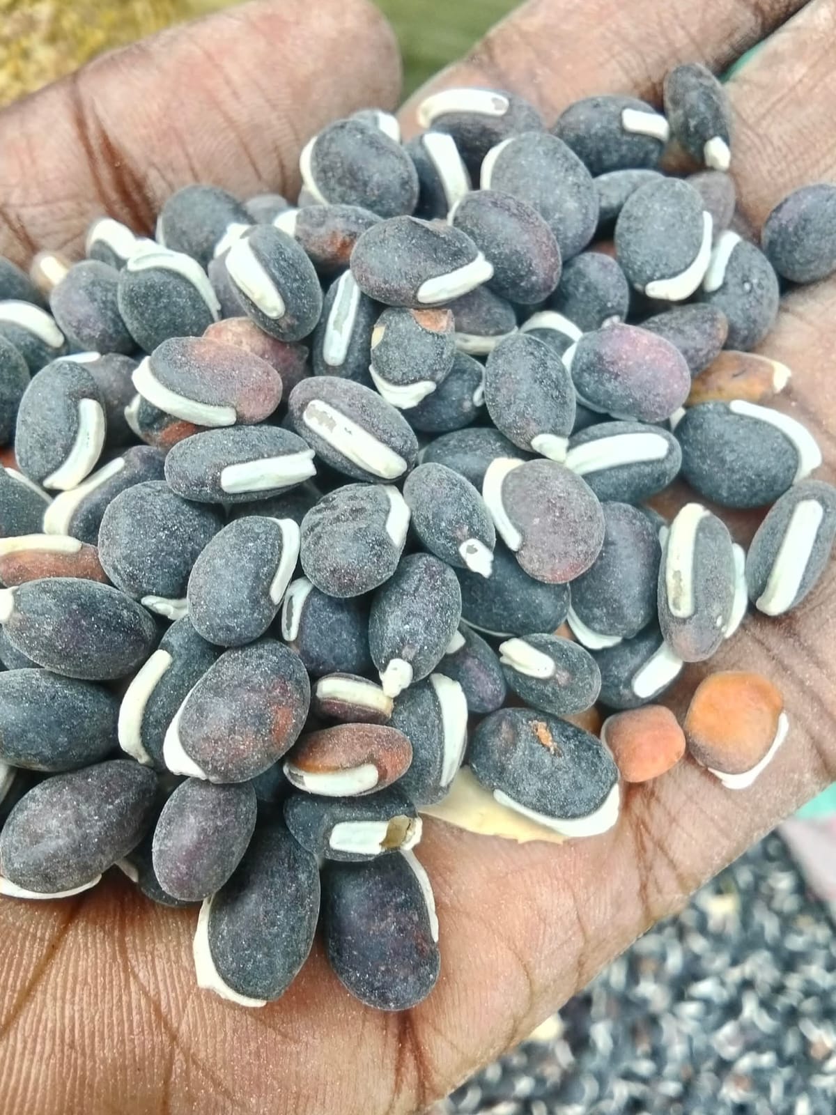 Njahi (Black-eyed Beans)