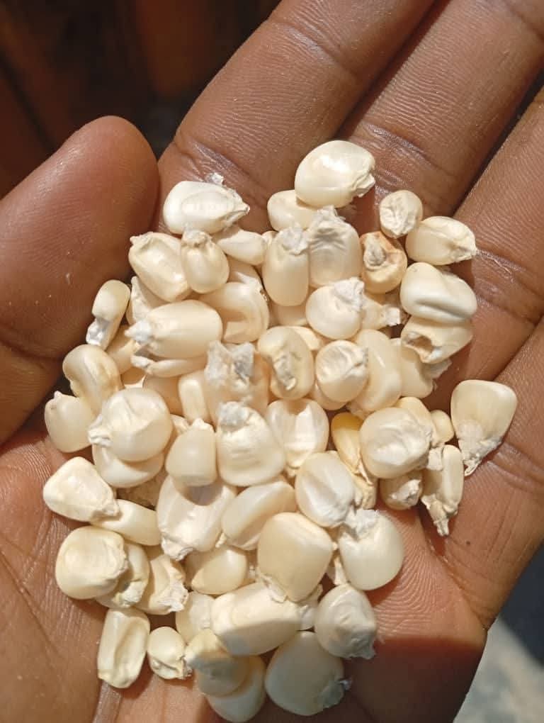 White dry Maize