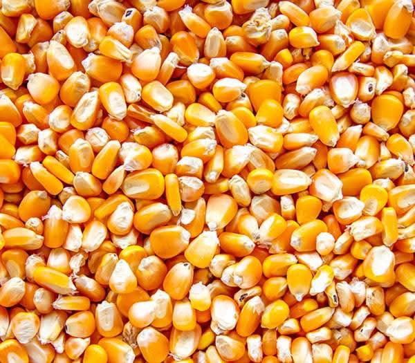 Yellow Maize