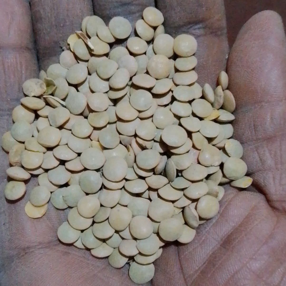 Kamande (Green lentils)